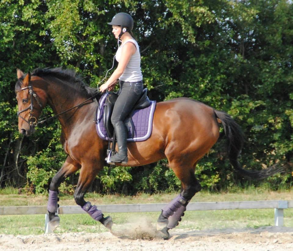 Dansk Varmblod Monique (Mini) - Rune # 3 - nu også i en dejlig, kontrolleret galop. STJERNEHEST!!! billede 1