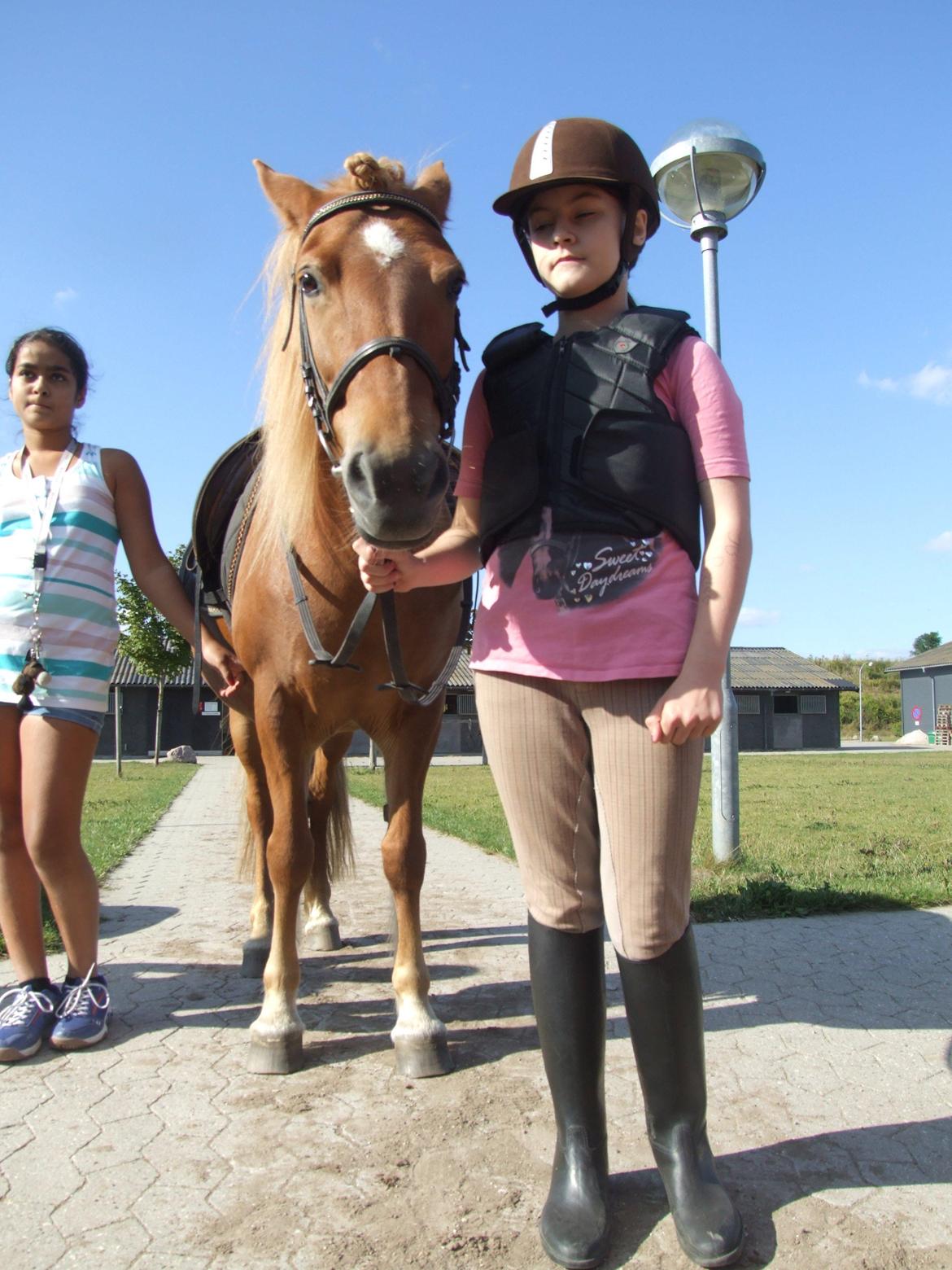 Anden særlig race Alie (HVR Rideskolepony) [Rider] billede 21