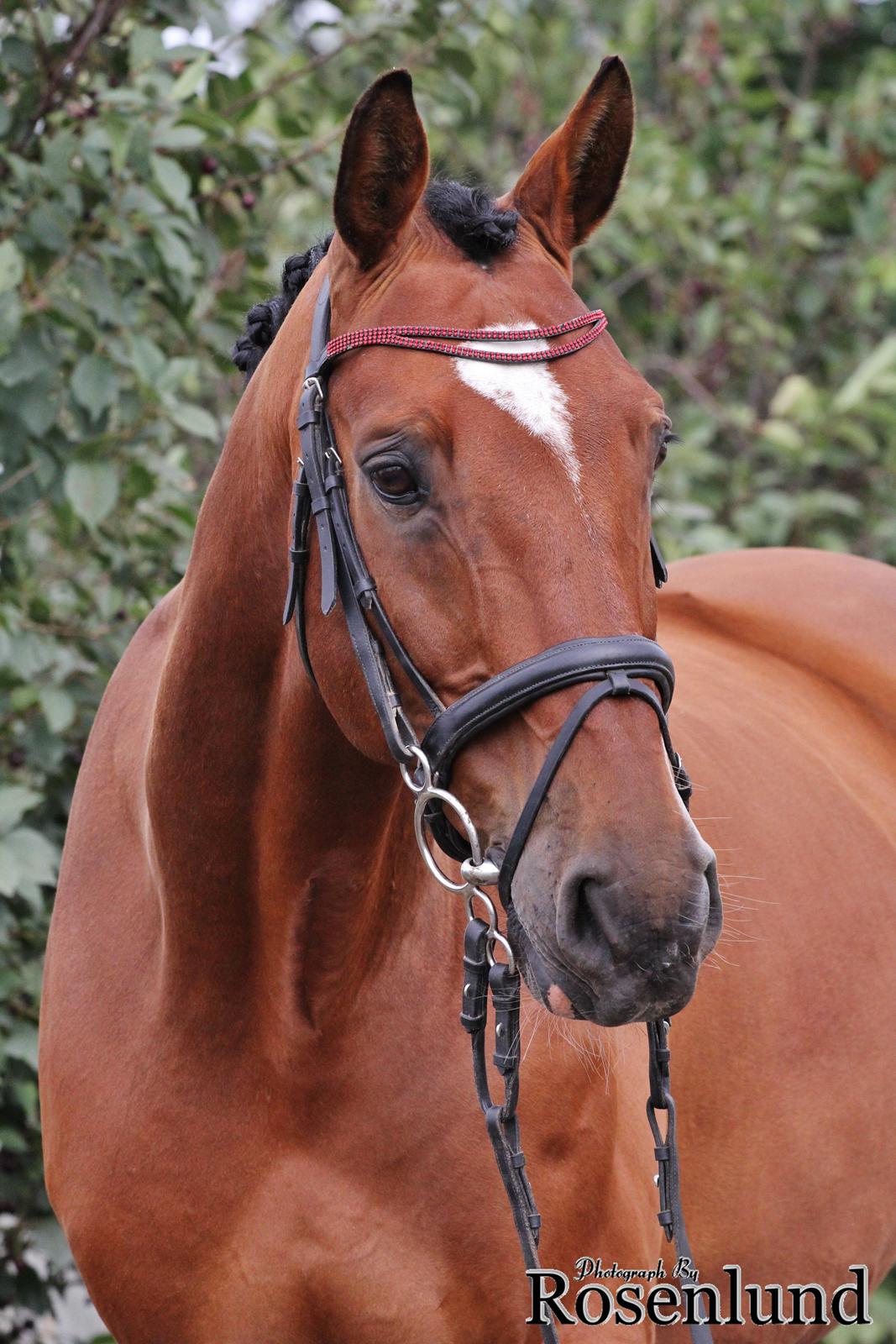 Holstener T-Rex billede 14