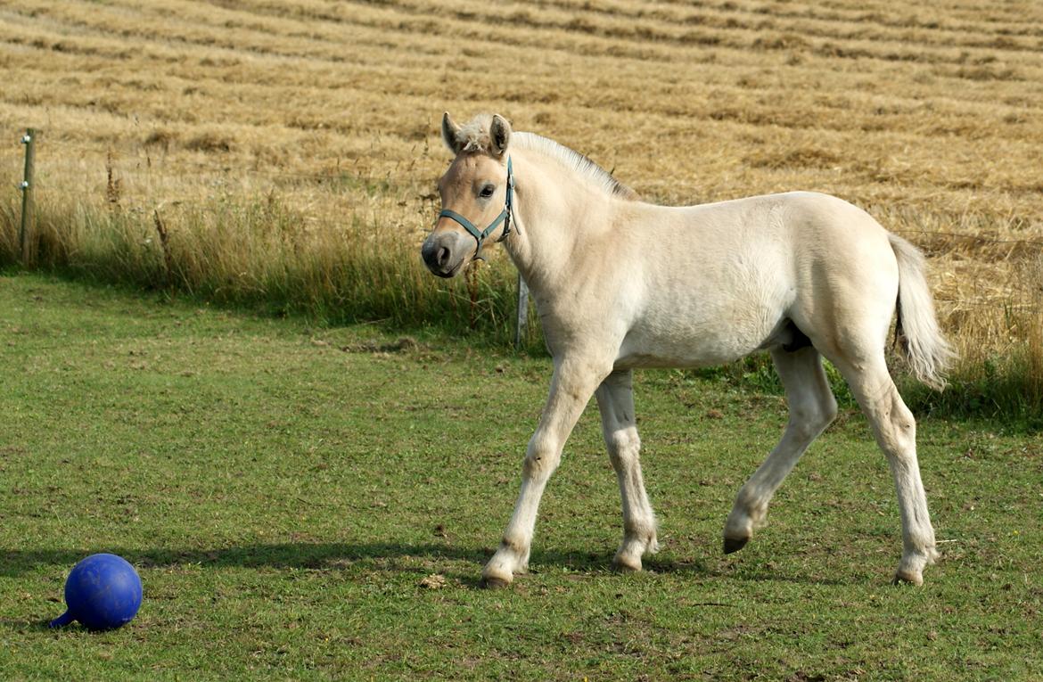 Fjordhest Klostermarkens Huxi billede 15