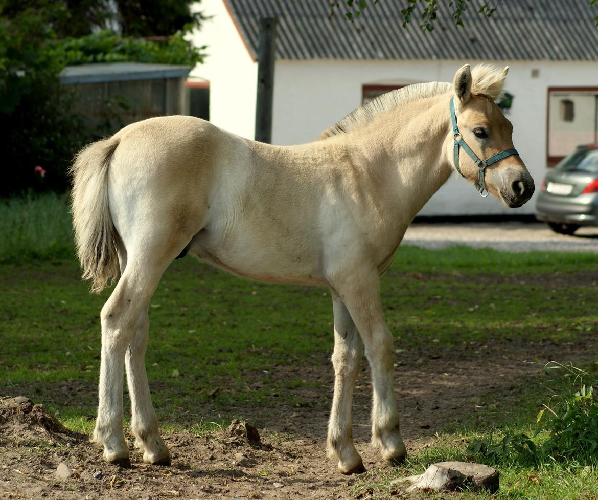 Fjordhest Klostermarkens Huxi billede 6