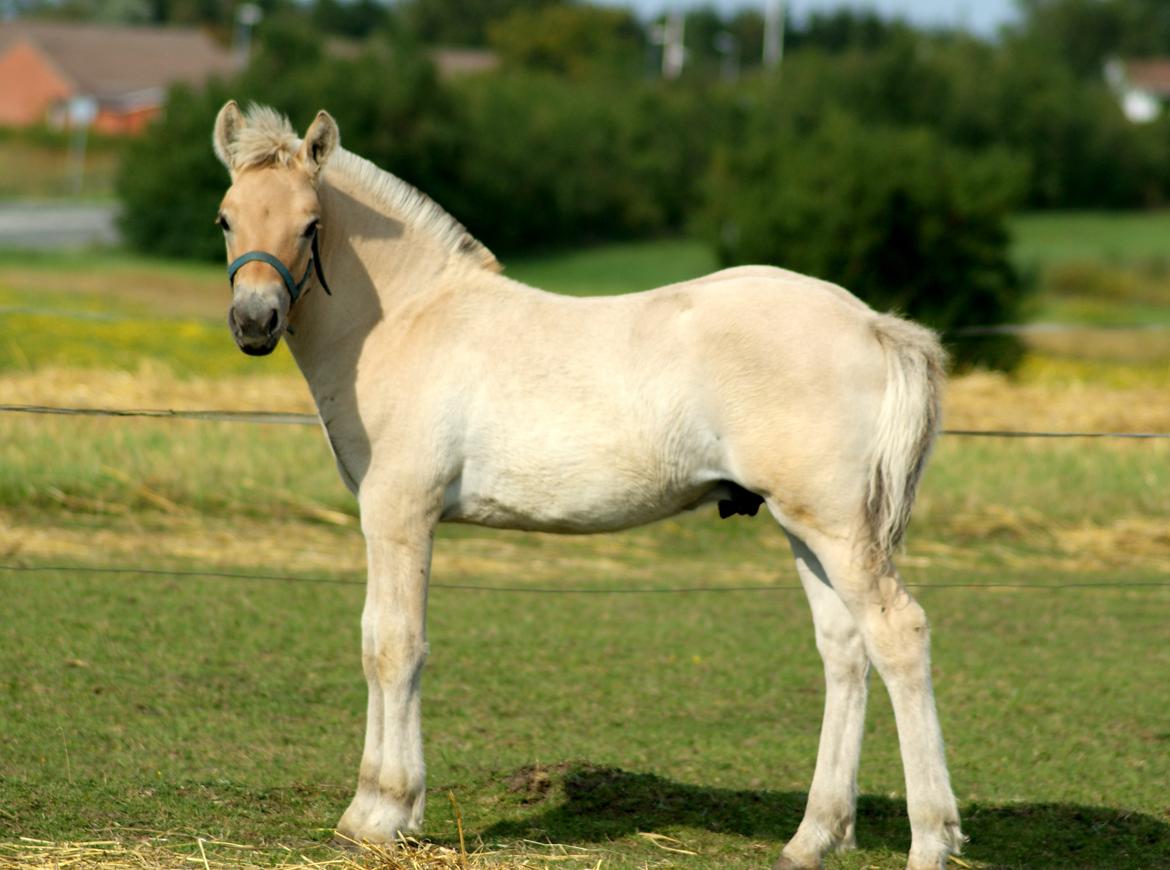 Fjordhest Klostermarkens Huxi billede 2