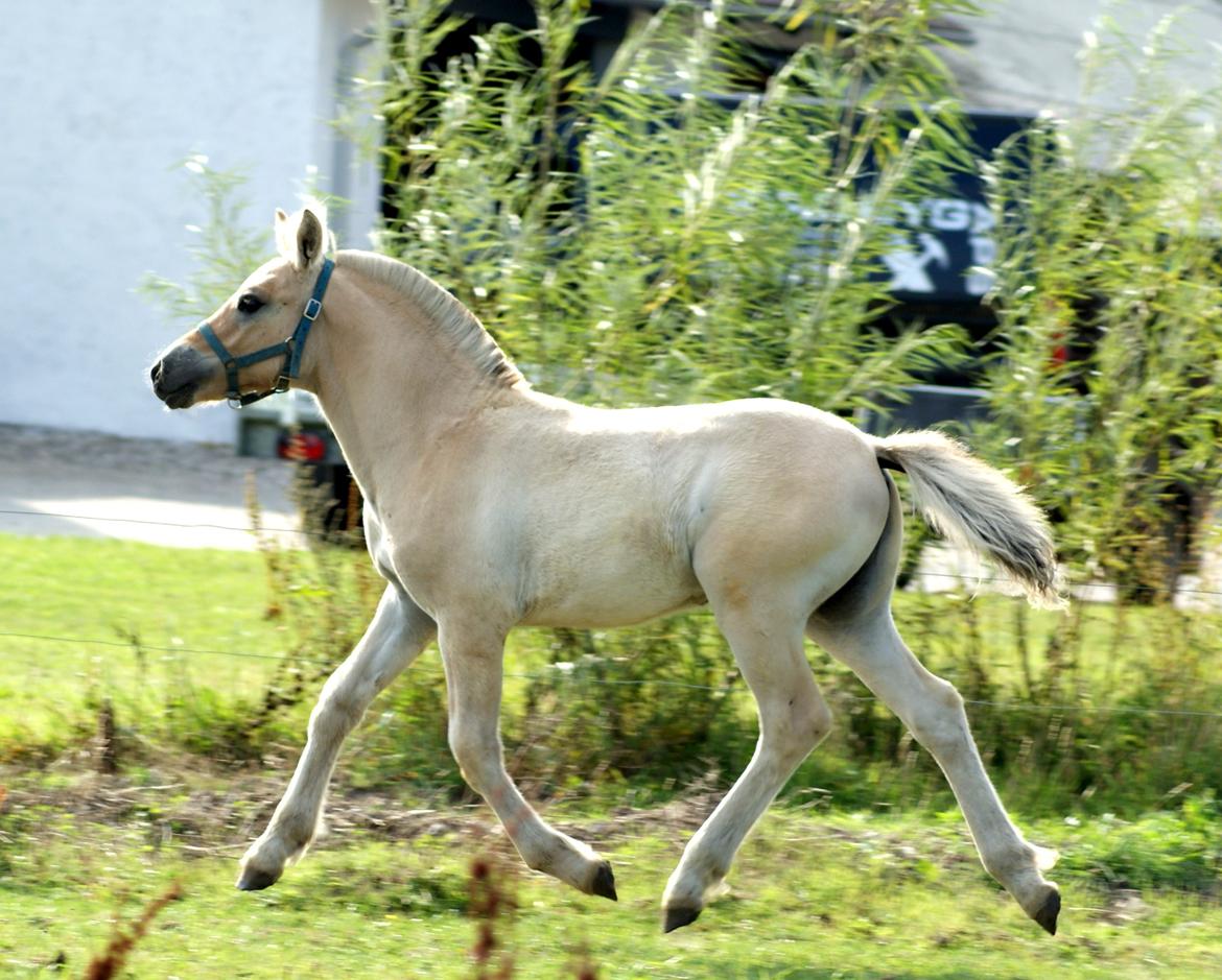 Fjordhest Klostermarkens Huxi billede 1