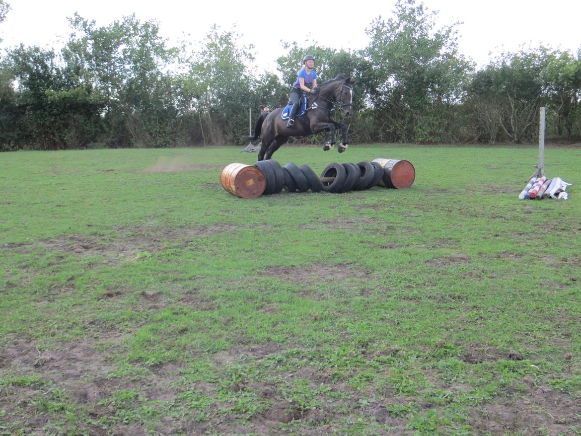 Dansk Varmblod Stald Nyborgs Chantell - Springtræning d. 23-08-2013. Seje hophest, nu mangler vi bare at piloten får styr på det hele ;). Foto: Sandra Reinhard. billede 6