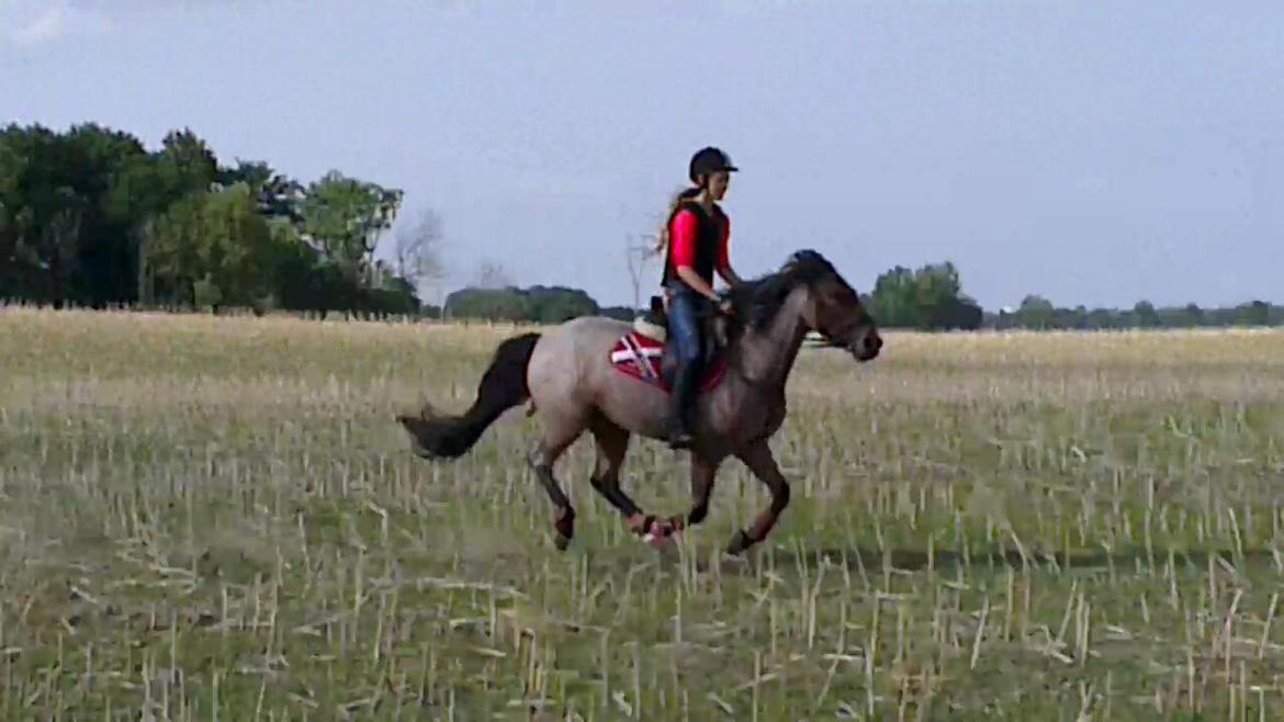 Anden særlig race Manou  *Klubmester spring 2012* billede 14