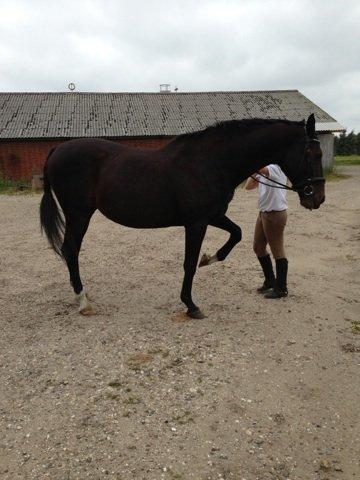 Anden særlig race Rachila - Rachila gider ikke at få tager flere bileder<3
Fotograf: Jeanette billede 9