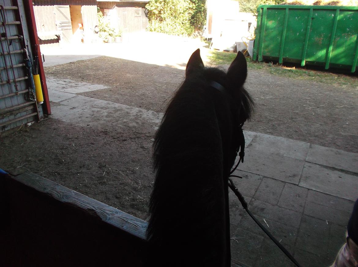 DSP Ronja billede 16