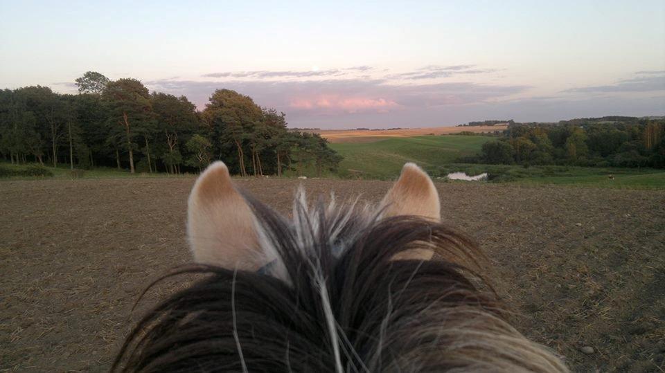 Fjordhest Sille - Fra Silles og min ( Julies) tur :-) billede 3