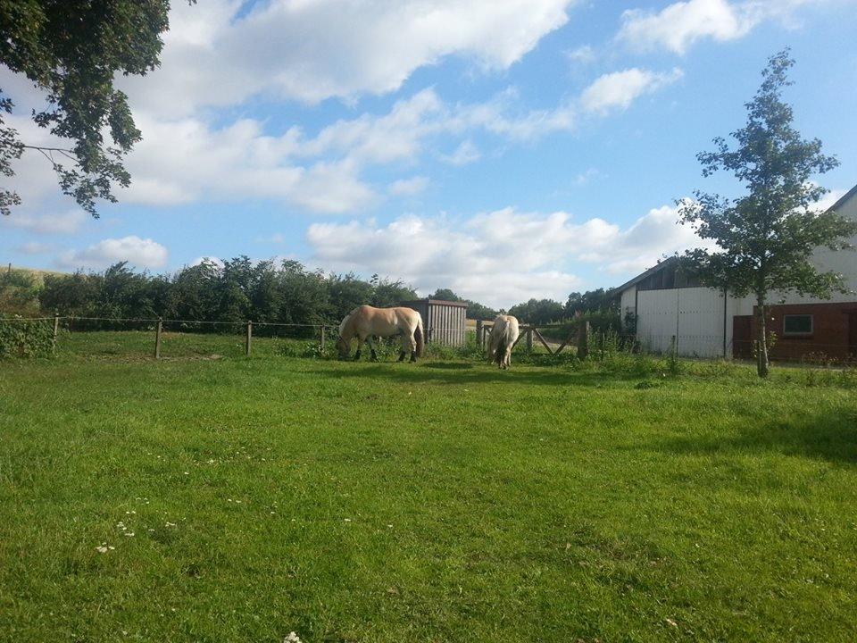 Fjordhest Sille - De blev hurtigt gode venner :-) (Campari til venstre) billede 4