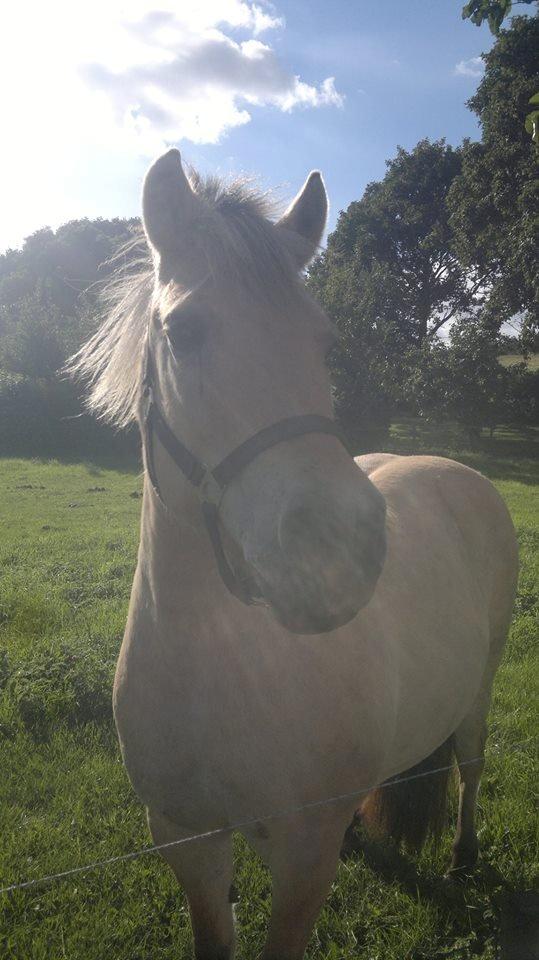 Fjordhest Sille - Sille <3 billede 6