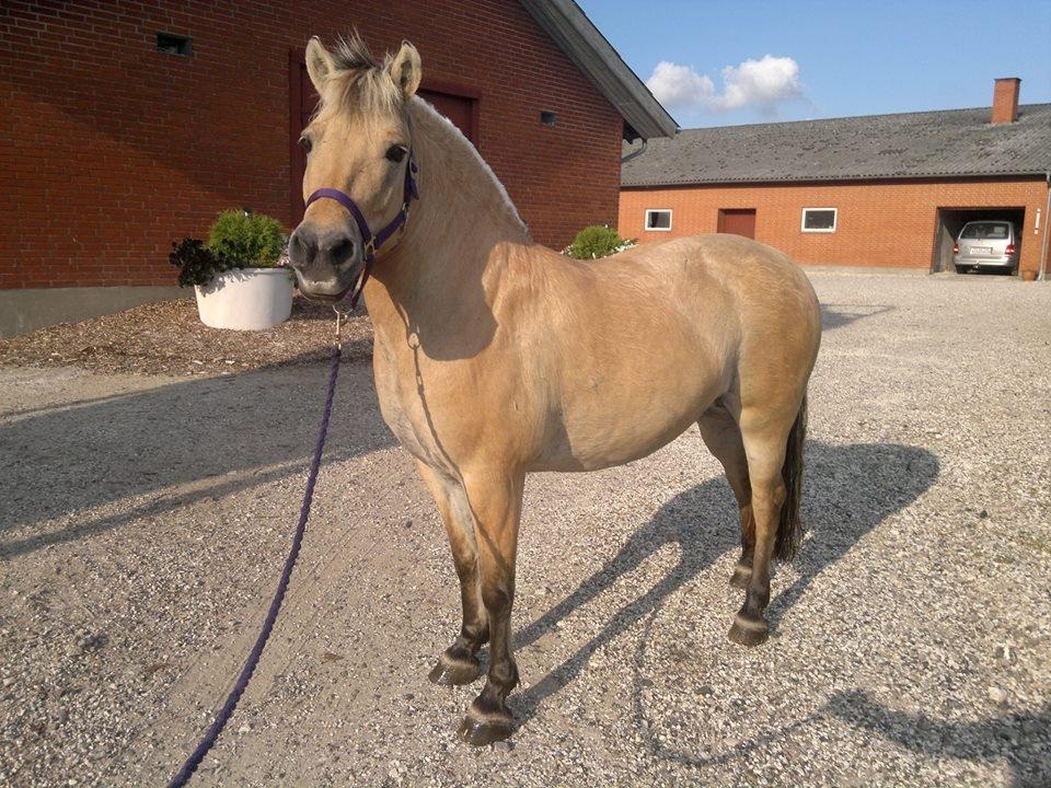Fjordhest Sille - Sille 9 dage efter ankomst :-) Tabt sig lidt og her ny vasket <3 billede 7
