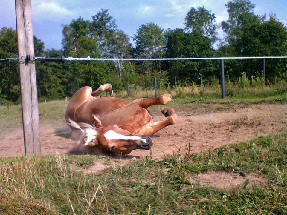 Haflinger Baflo af Brunbjerg - Avlshingst billede 17