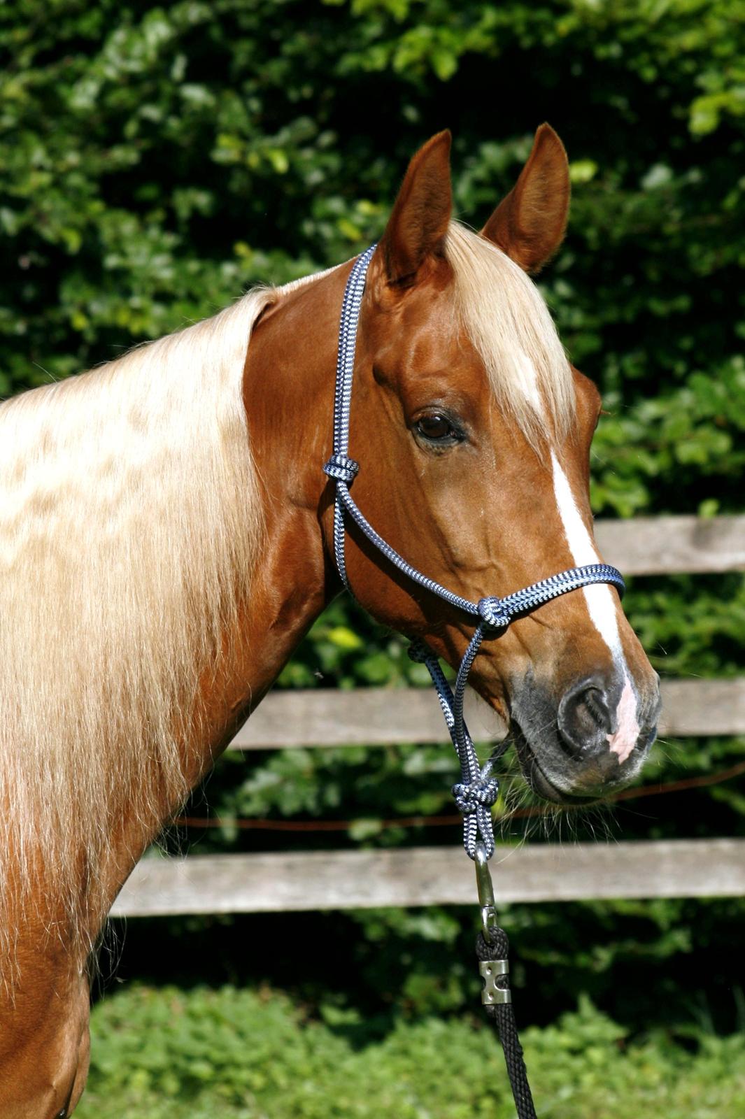 Tennessee Walker | I'm Gold and Dangerous billede 1