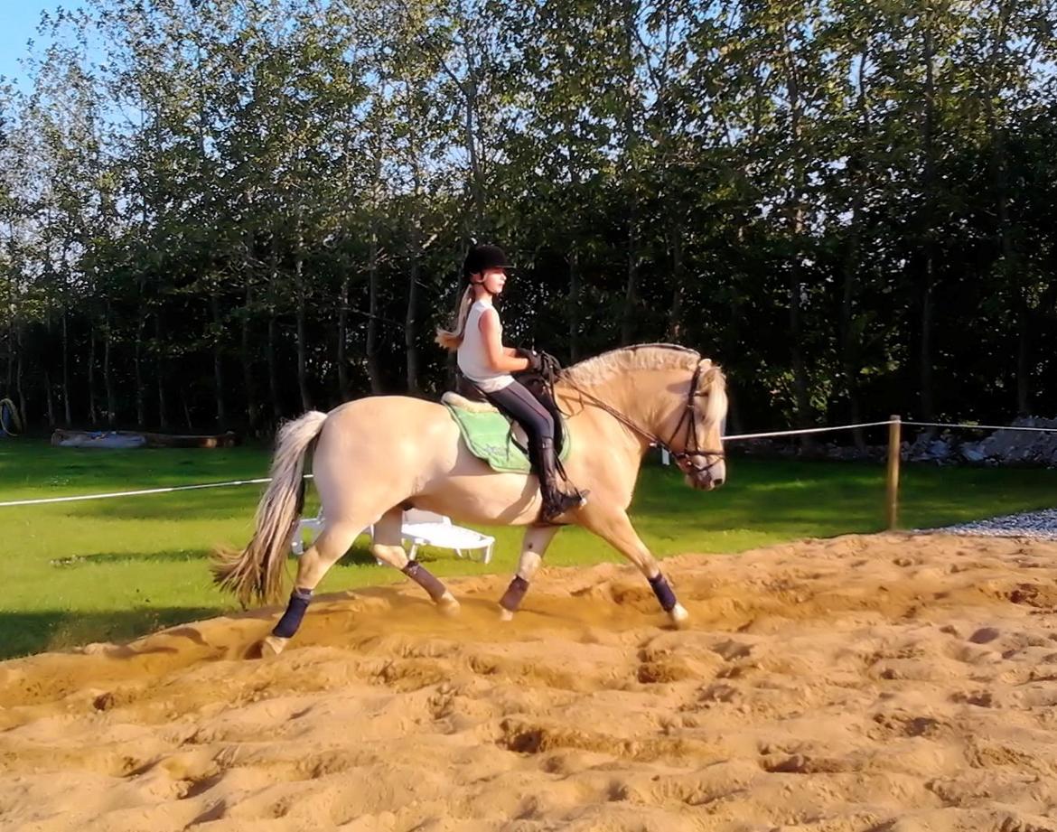 Fjordhest KALIF - Søster er sej ! billede 12