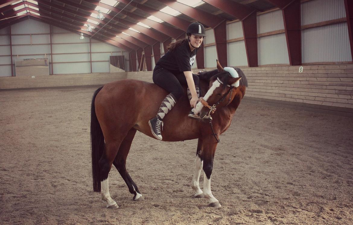 Anden særlig race Hope - En hyggestund (2. gang i hackamore!)  billede 12