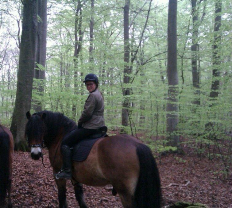 Nordsvensk Skovhest Bellotino - 2013 billede 10