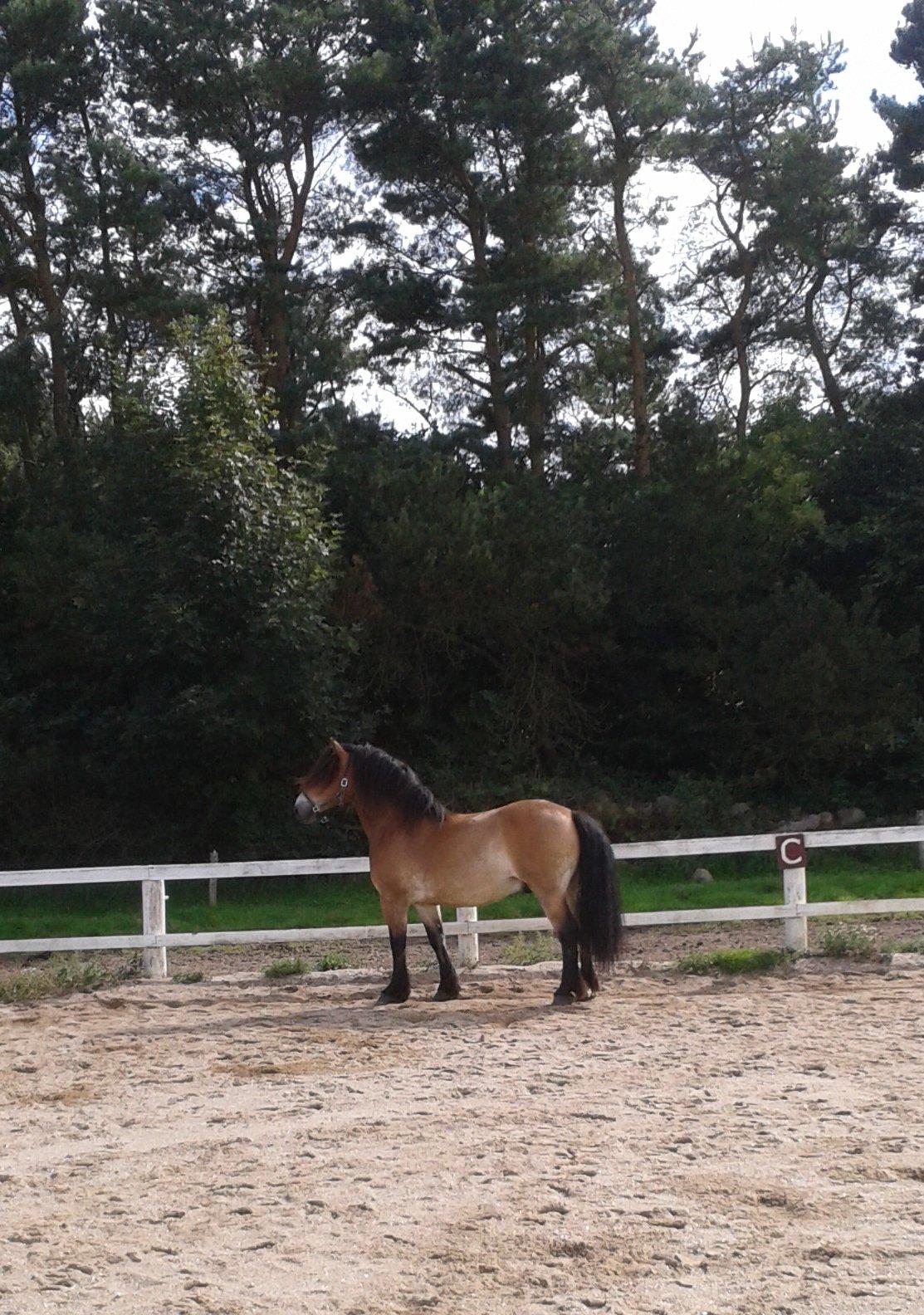 Nordsvensk Skovhest Bellotino - 2013 billede 11