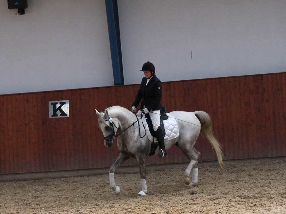 Arabisk fuldblod (OX) Amin El Karmdal (AVLSHINGST) billede 2