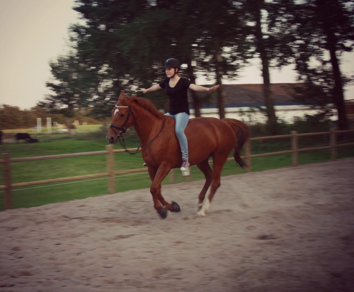 Hannoveraner Whisper billede 6