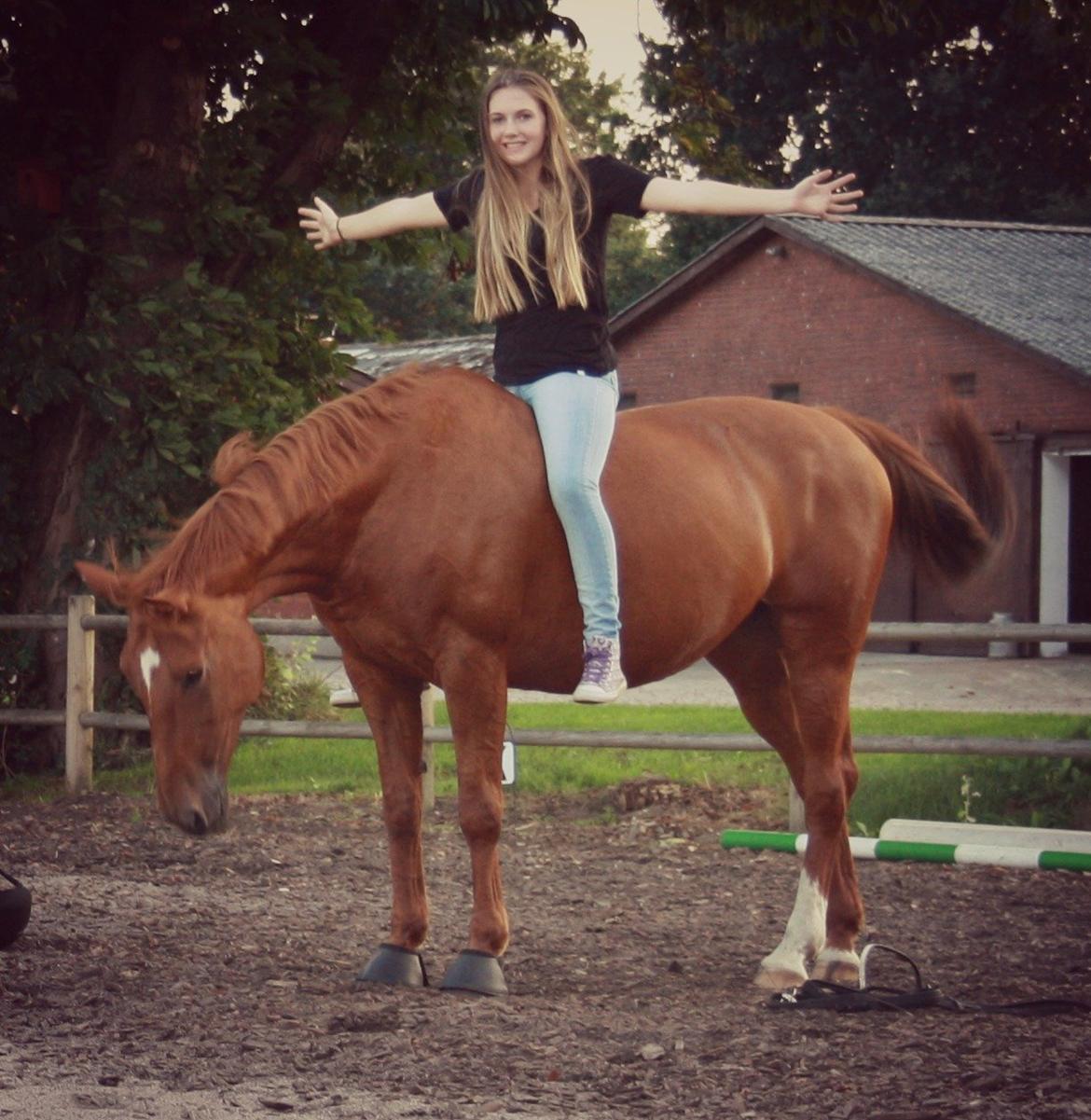 Hannoveraner Whisper billede 2