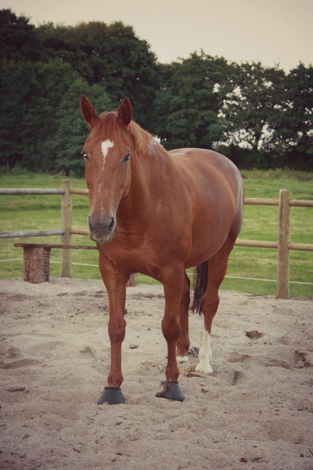 Hannoveraner Whisper billede 9