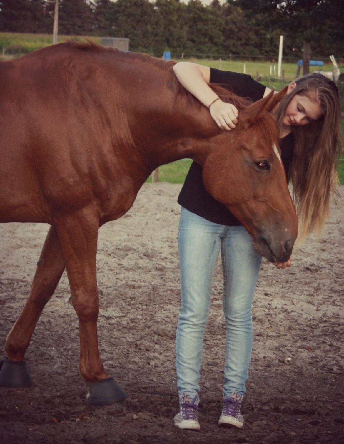 Hannoveraner Whisper billede 14