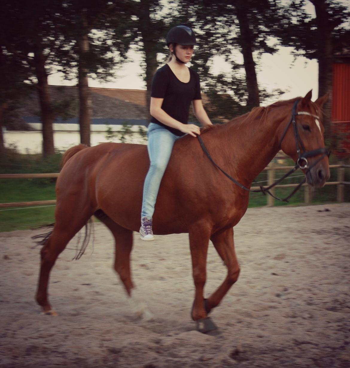 Hannoveraner Whisper billede 15