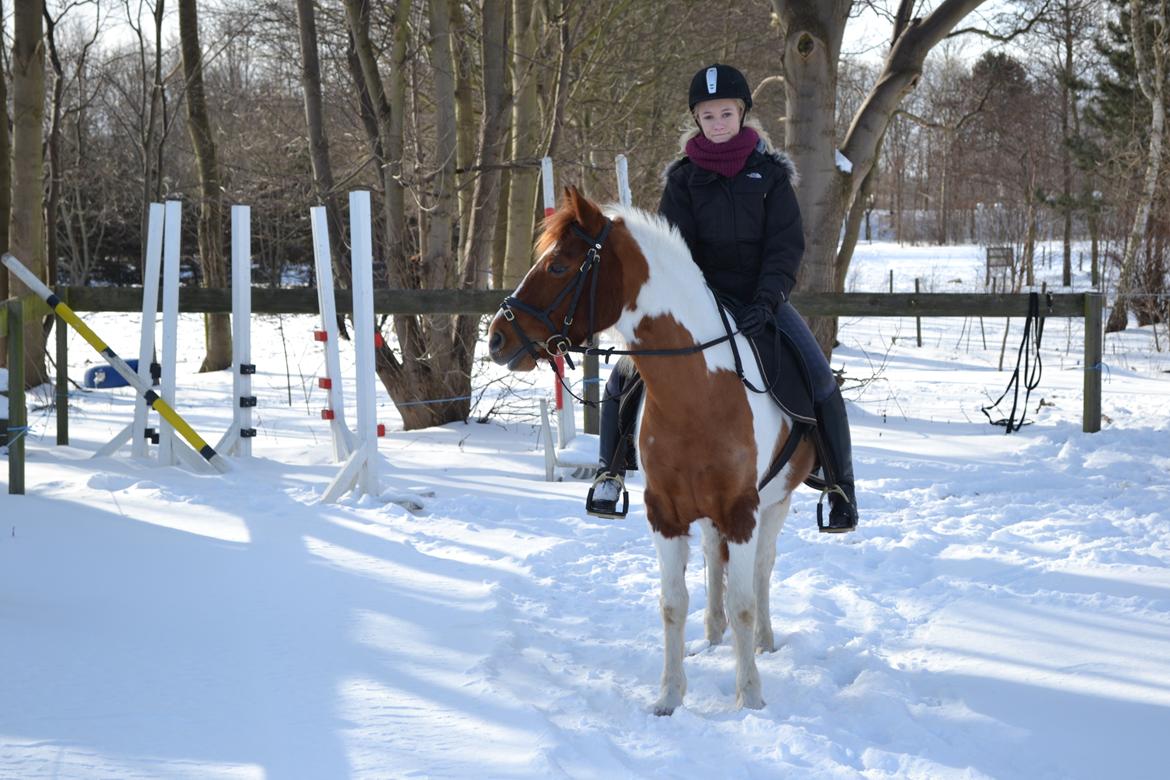 Pinto Blade - Musse <3 billede 7