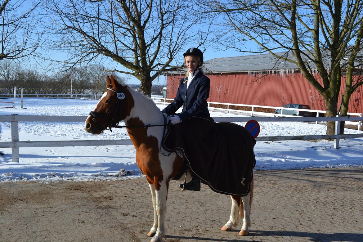 Pinto Blade - Stævne <3 <3 billede 8