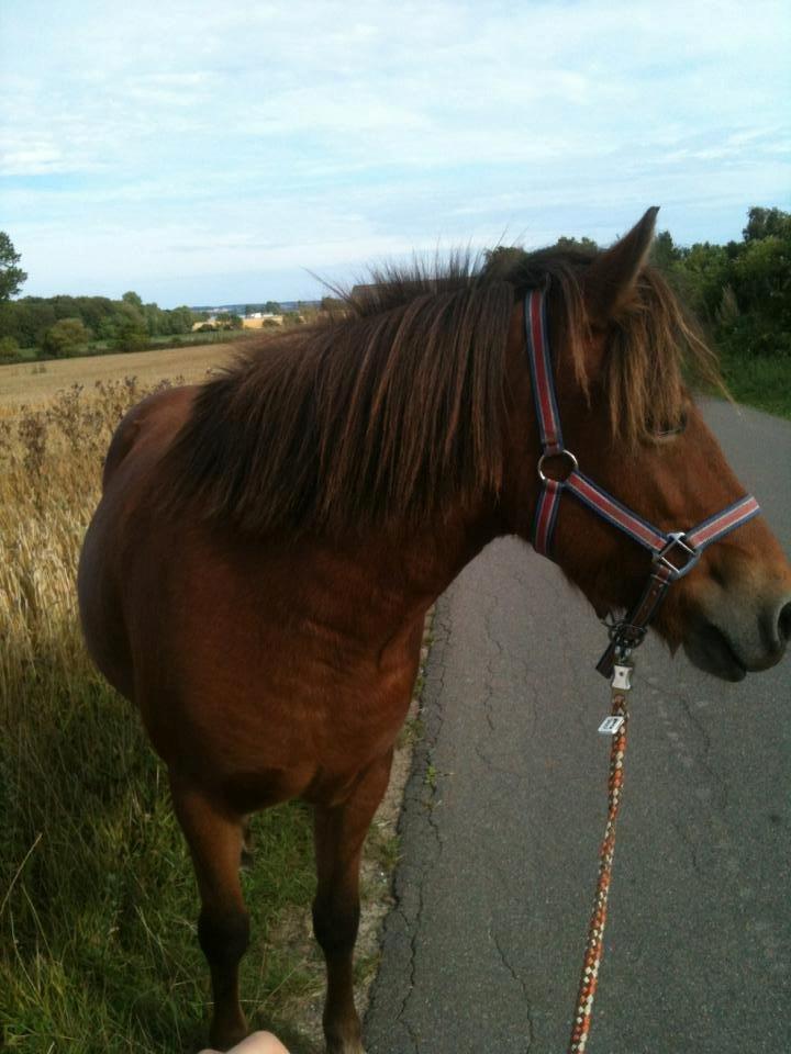 Anden særlig race Waliska - Smukke Waliska på gå tur <3 billede 13