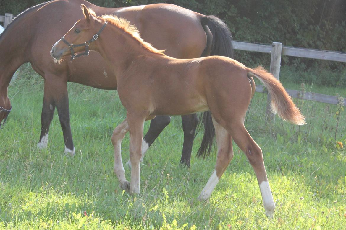 Dansk Varmblod Zander Stensvang billede 3