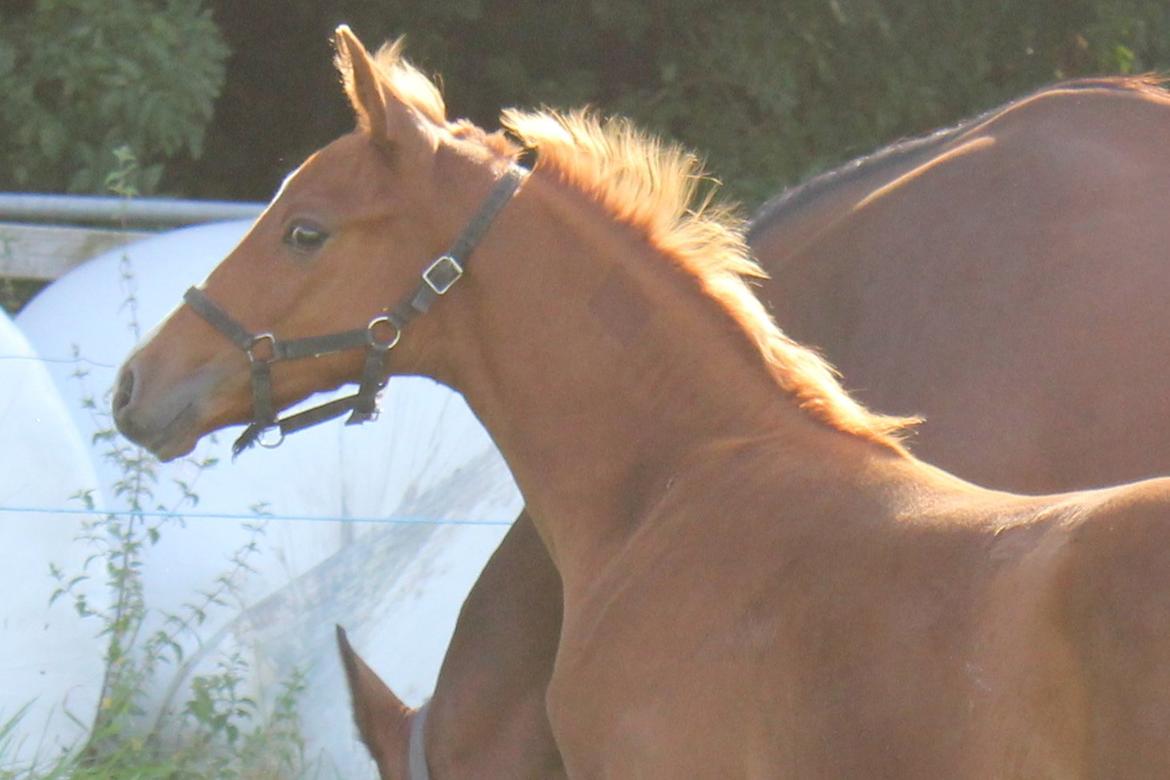 Dansk Varmblod Zander Stensvang billede 4