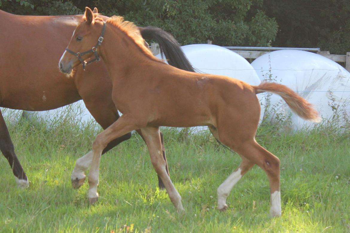 Dansk Varmblod Zander Stensvang billede 6