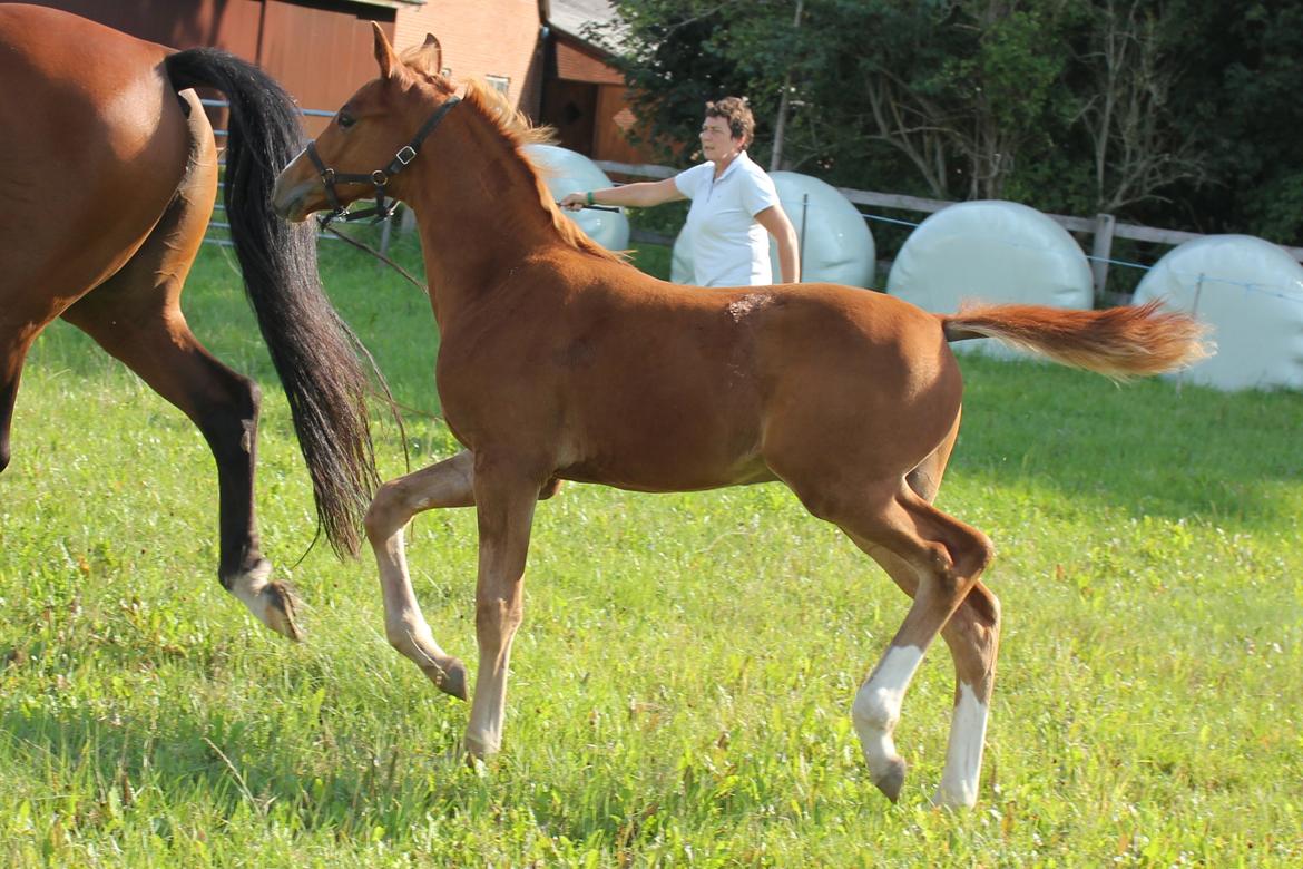 Dansk Varmblod Zander Stensvang billede 7