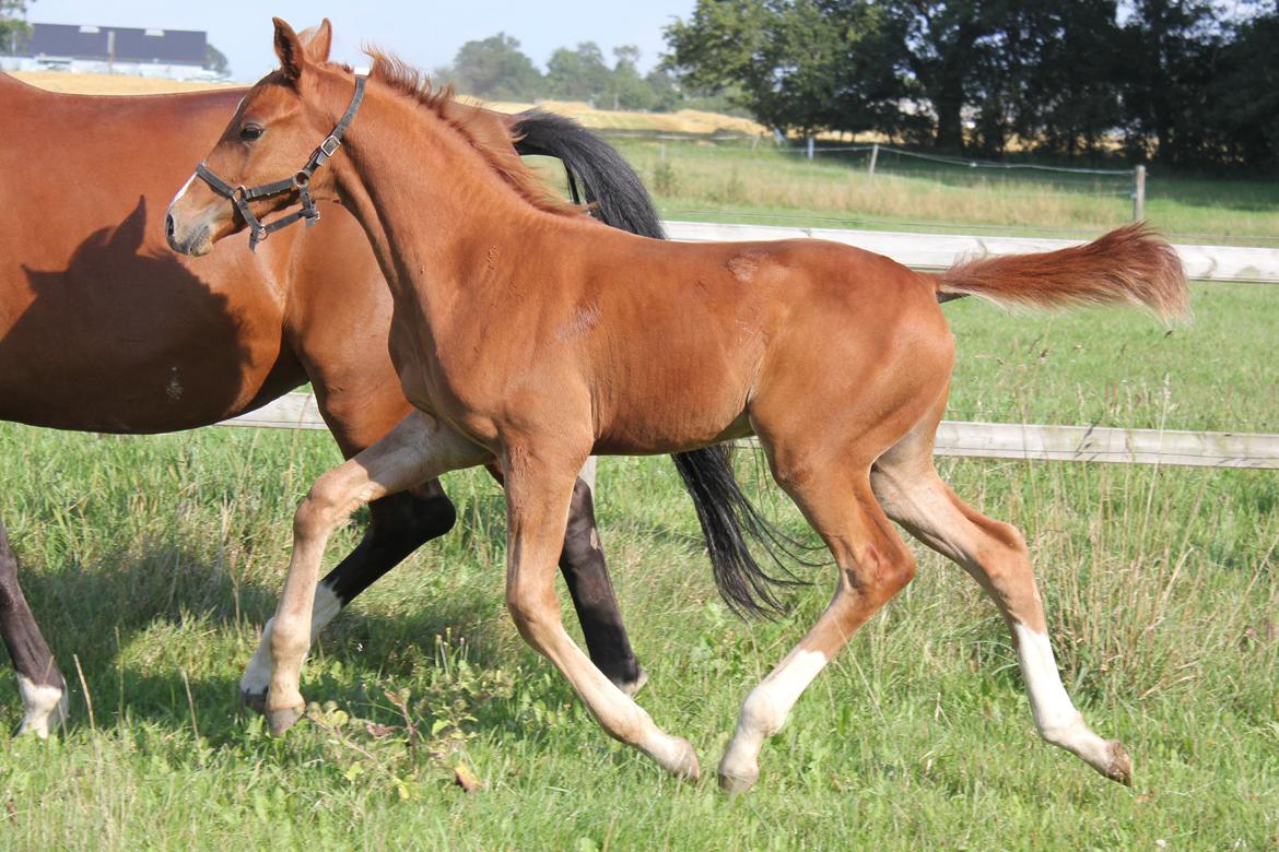 Dansk Varmblod Zander Stensvang billede 8