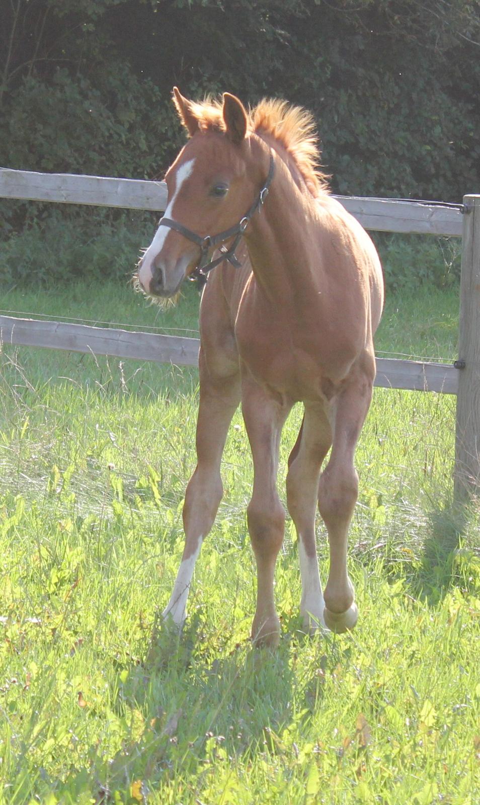 Dansk Varmblod Zander Stensvang billede 9