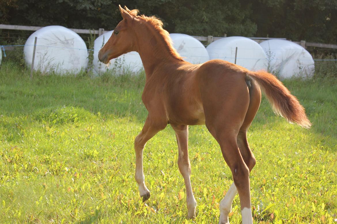 Dansk Varmblod Zander Stensvang billede 10