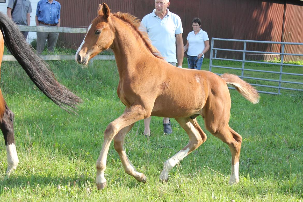 Dansk Varmblod Zander Stensvang billede 11