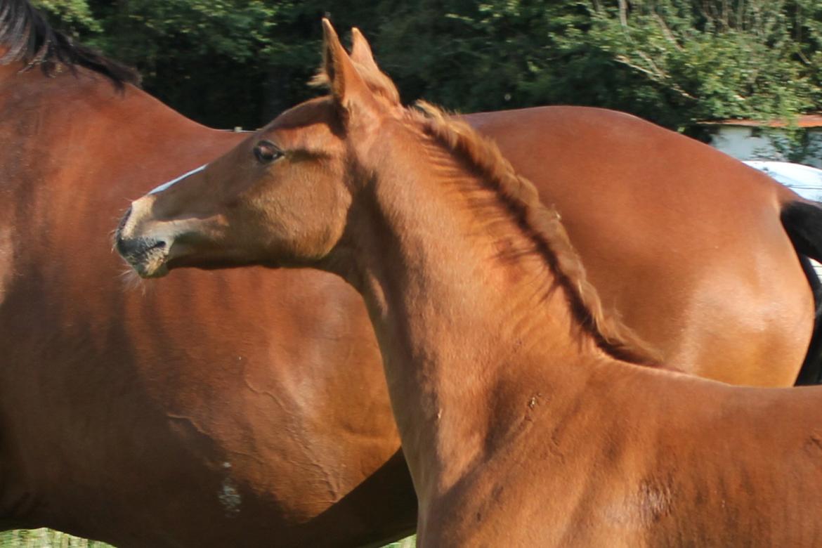 Dansk Varmblod Zander Stensvang billede 12