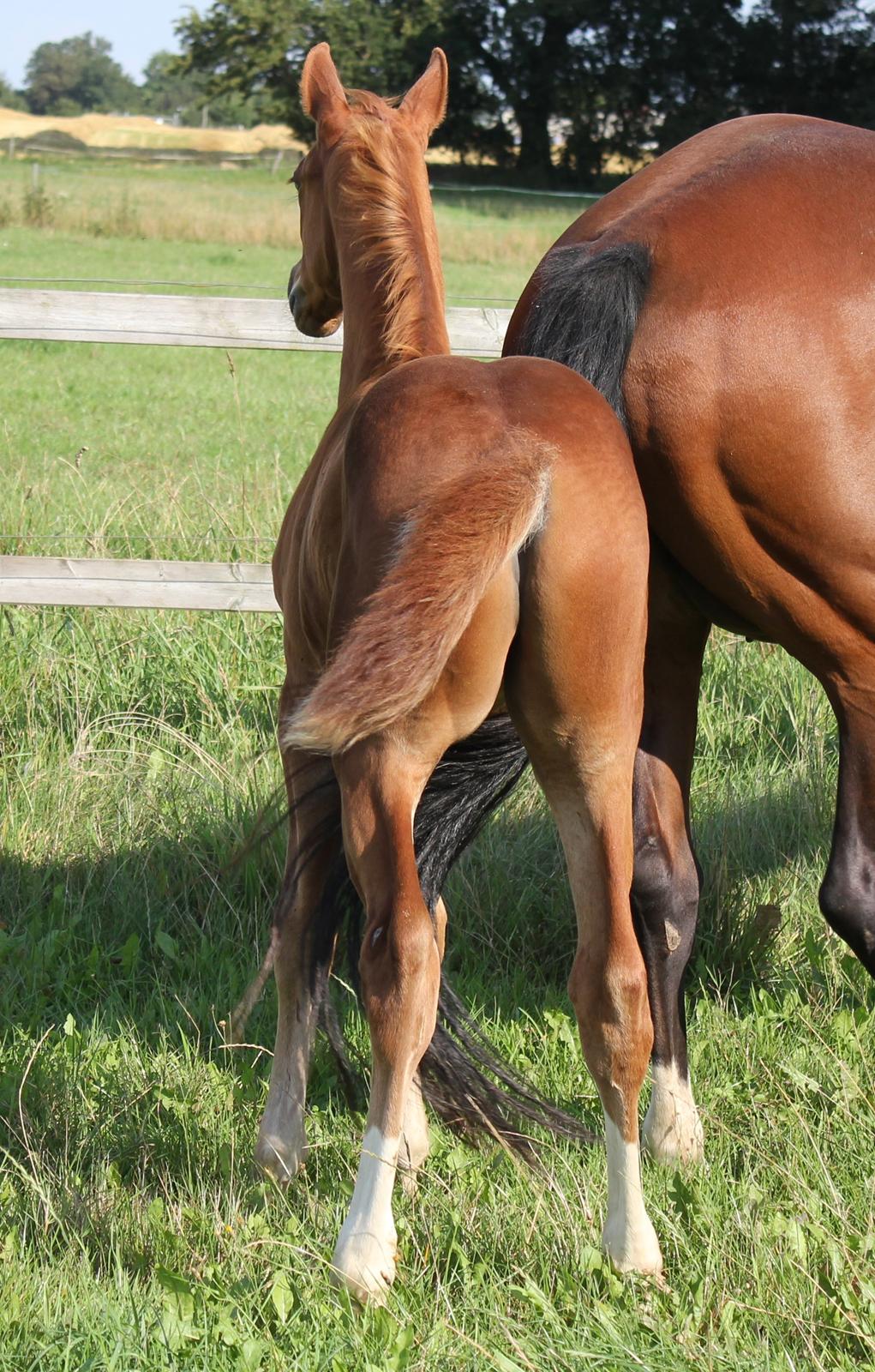 Dansk Varmblod Zander Stensvang billede 13