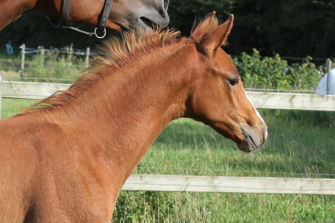 Dansk Varmblod Zander Stensvang billede 14