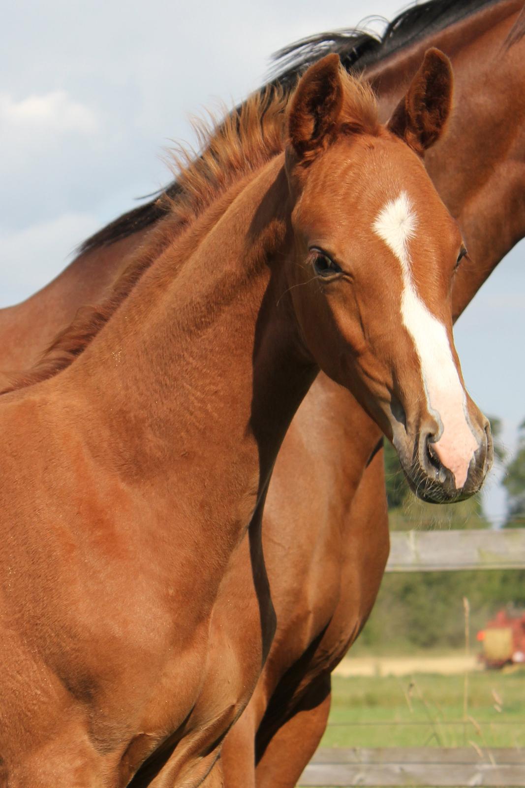 Dansk Varmblod Zander Stensvang billede 1