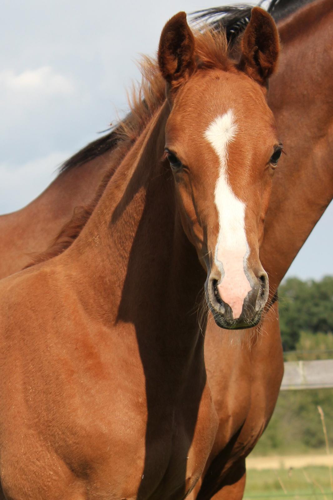 Dansk Varmblod Zander Stensvang billede 15
