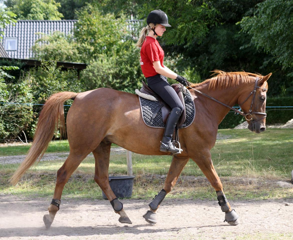 Anden særlig race Kalua<3 (Gadedrengen) - Dressur<3 
Foto: Diana Klein billede 2