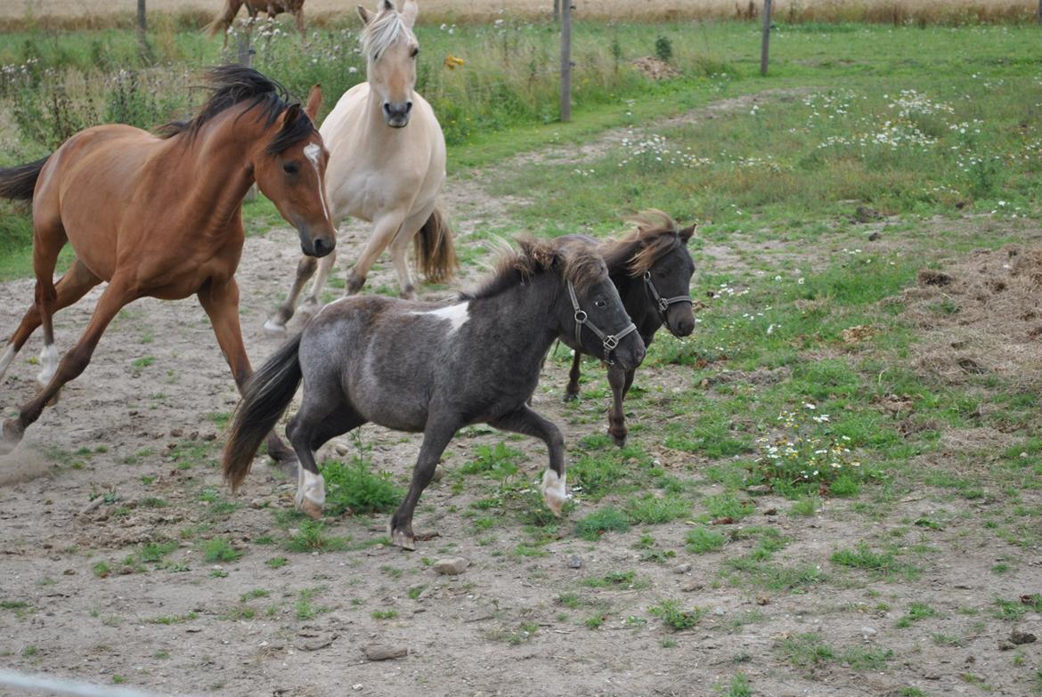 DSP Birkemøllens dea - Så ser dea ret stor ud.. billede 10