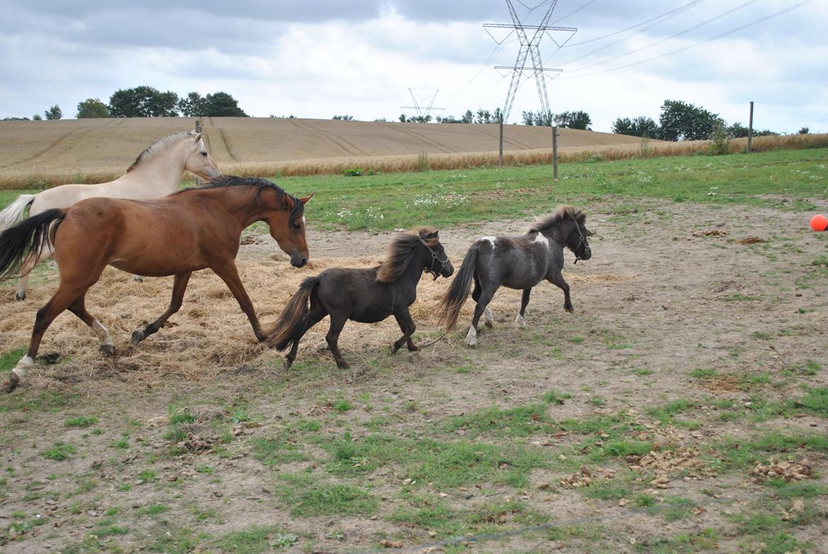 DSP Birkemøllens dea - spændende små skabninger billede 11