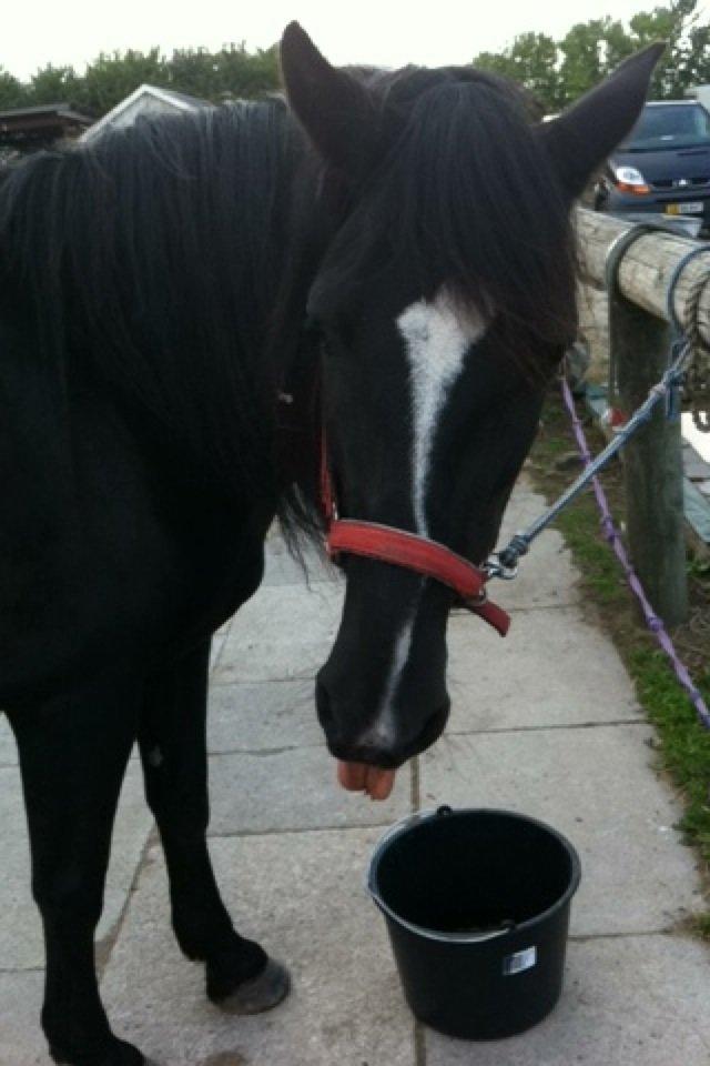 Irish Cob Crossbreed Freja (tidligere pony) billede 3