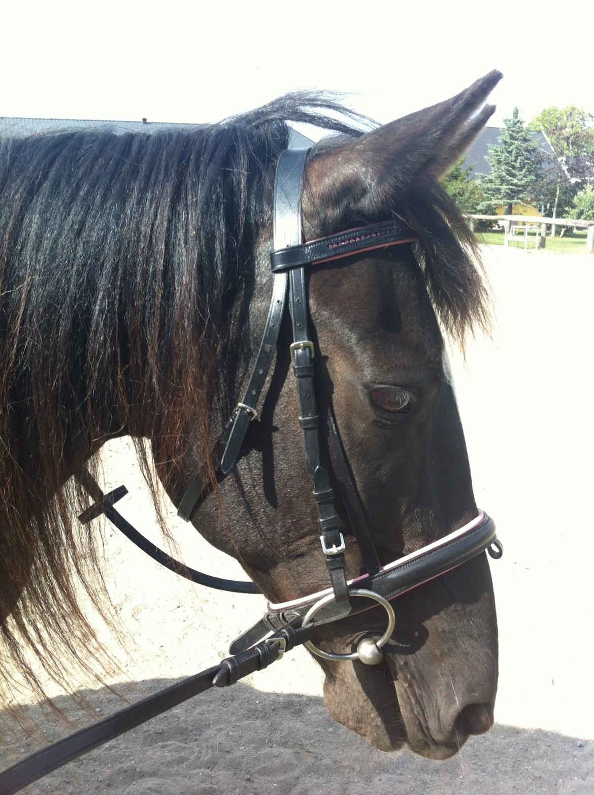 Irish Cob Crossbreed Freja (tidligere pony) billede 5