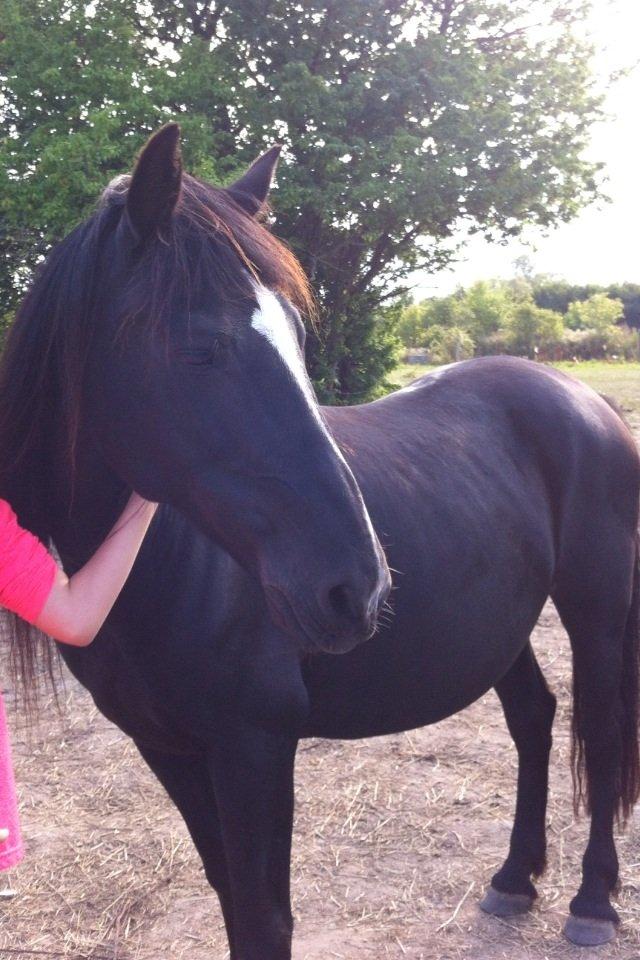 Irish Cob Crossbreed Freja (tidligere pony) billede 4