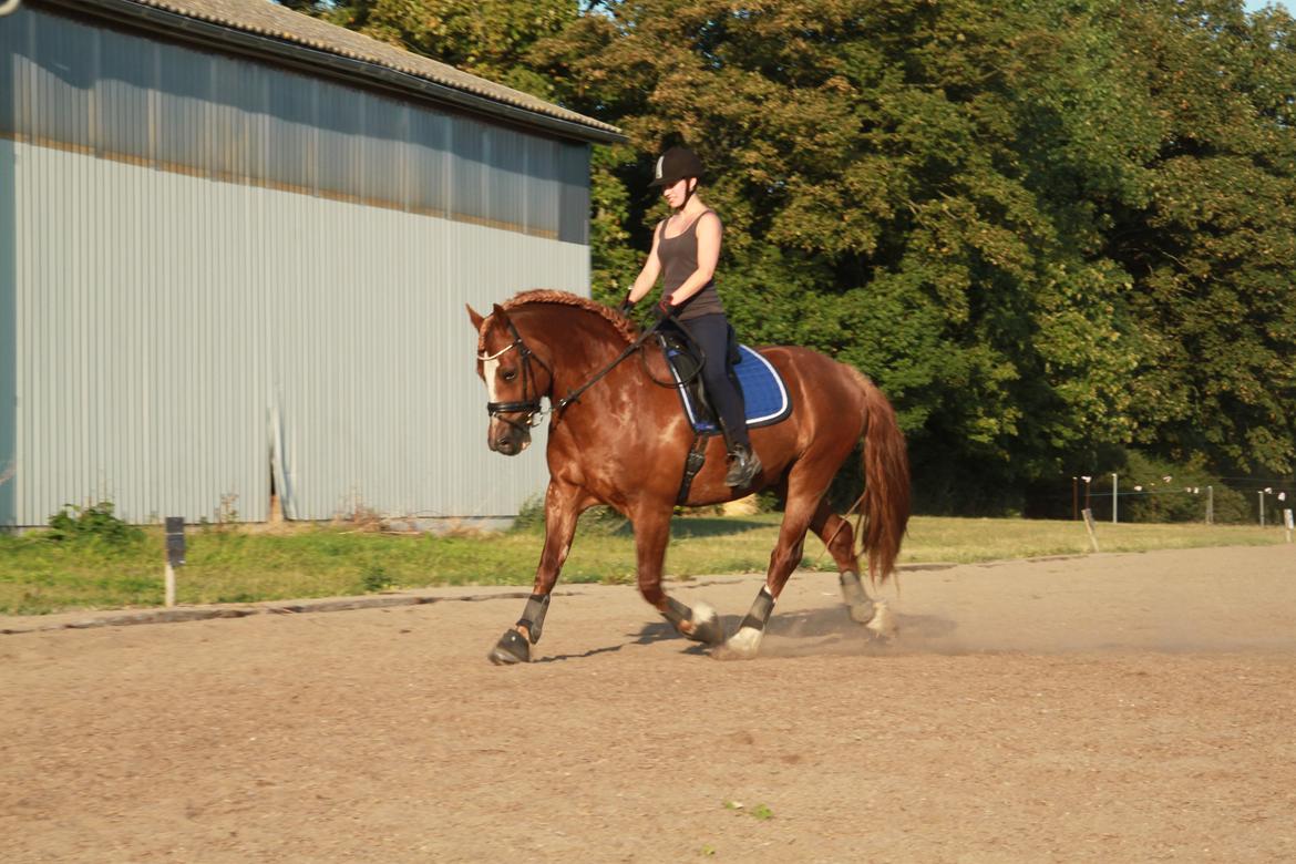 Welsh Cob (sec D) Valhallas Lord Matrafal billede 9